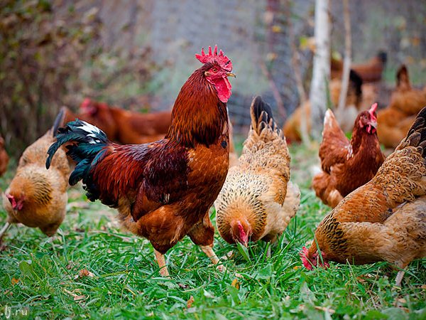Породы куриц | ЗооТом - продажа, вязка и услуги для животных в Нерюнгри