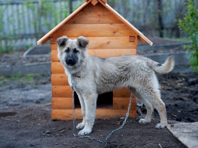 Все о собаках в Нерюнгри Все о собаках в Нерюнгри